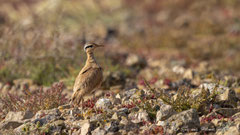Rennvogel adult