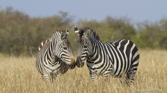 Zebras in der Graslandschaft