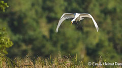 Silberreiher rufend im Flug