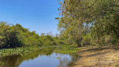 Pantanal Landschaft 