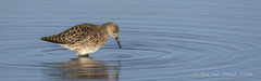 Bruchwasserläufer mit Wasserlinien