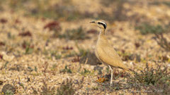 Rennvogel adult