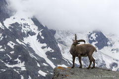 Steinbock im Hochgebirge