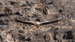 Schmutzgeier adult fliegend