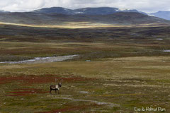 Rentier in der herbstlich verfärbten Tundra