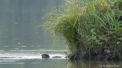 Nutria Weibchen im Wasser vor der Uferkante