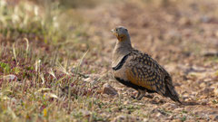 Sandflughuhn Männchen