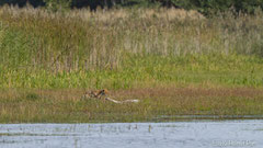 Rotfuchs zerrt an totem Höckerschwan