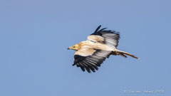 Schmutzgeier adult fliegend
