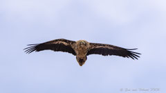 Schmutzgeier adult fliegend
