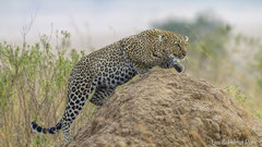 Leopardin schleicht sich an