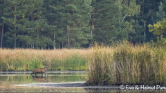 Hirsch wechselt seinen Einstand