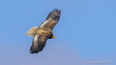 Schmutzgeier juv. fliegend