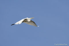 Silberreiher im Flug