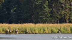 Hirsch mit Kahlwild