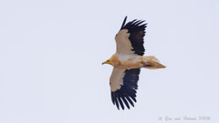 Schmutzgeier adult fliegend