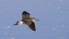 Bruchwasserläufer fliegend