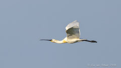 Löffler im Flug