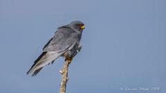 Rotfussfalke, Männchen