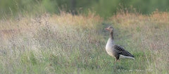 Graugans inb der Wiese