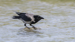 Nebelkrähe trinkt Wasser
