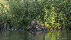 Nutria Weibchen mit Jungtieren am Ufer