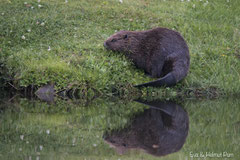 Biber mit Spiegelbild