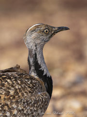 Saharakragentrappe, Männchen, Portrait