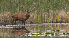 14ner Hirsch am Schilfrand