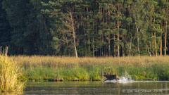 14ner Hirsch im Wasser