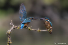 Eisvogel Weibchen und Jungvogel auf Ast