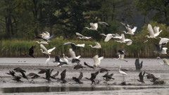 Abflug der Fischfresser