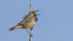 Blaukehlchen singend
