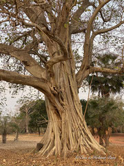 Feigenbaum