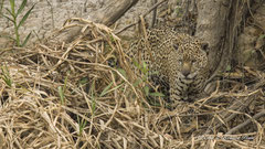 Jaguar Männchen
