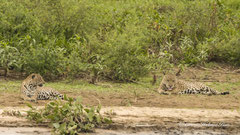 Jaguar Paar