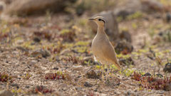 Rennvogel adult