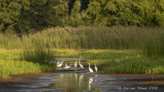 Silberreiher im Flachwasserbereich