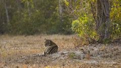 Jaguar Weibchen