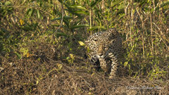 Jaguar Weibchen auf Jagd
