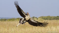 Sekretär fliegt auf