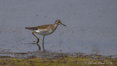 Bruchwasserläufer am Seeufer