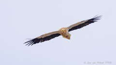 Schmutzgeier adult fliegend