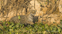 Jaguar Weibchen