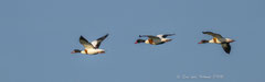 Brandgänse im Flug