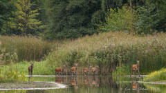 6er Hirsch mit Kahlwildrudel