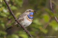 Rotsterniges Blaukehlchen