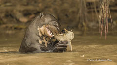 Riesenotter frißt Fisch