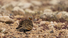 Sandflughuhn Männchen