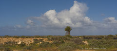 Kanarische Dattelpalme in der ariden Landschaft